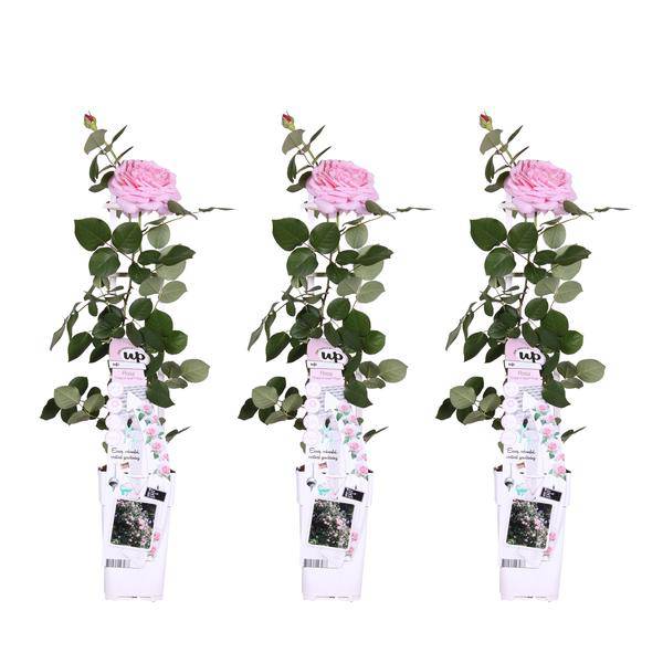 Kletterrose Rose Crazy in Love 'Pink' Zimmerpflanze Ø15cm ↕65cm – pflegeleichte Grünpflanze für Wohnzimmer, Büro & helle Standorte kaufen – Plant