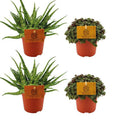 Aloe Spider + ,Callisia Turtle – 4 Zimmerpflanzen im Set – Ø10.5cm – ↕10cm – Pflegeleichte Sukkulenten & Grünpflanzen – Dekorativ & robust – Für Fensterbank, Wohnzimmer & Büro – Plant
