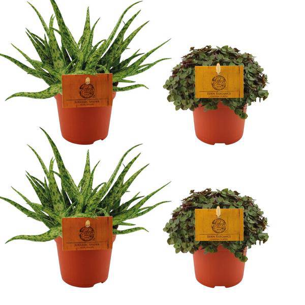 Aloe Spider + ,Callisia Turtle – 4 Zimmerpflanzen im Set – Ø10.5cm – ↕10cm – Pflegeleichte Sukkulenten & Grünpflanzen – Dekorativ & robust – Für Fensterbank, Wohnzimmer & Büro – Plant