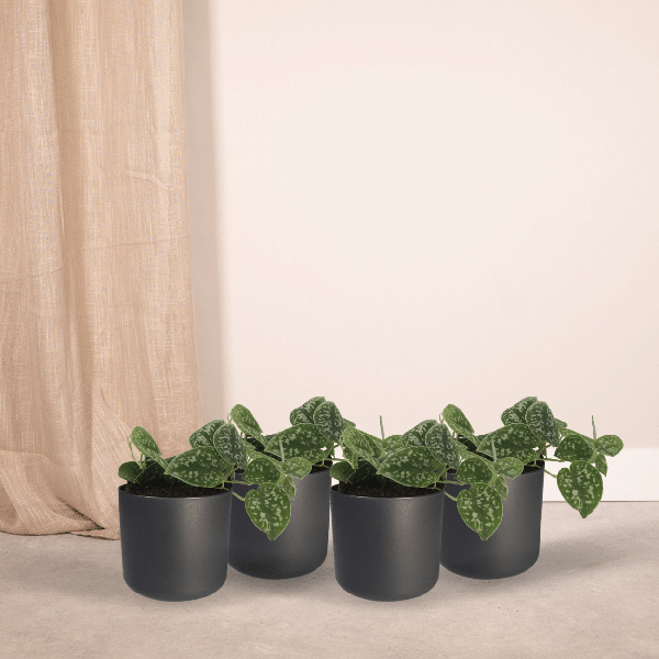 Efeutute Scindapsus pictus Epipremnum Zimmerpflanze Ø12cm – pflegeleichte Grünpflanze für Wohnzimmer, Büro & helle Standorte kaufen – Plant