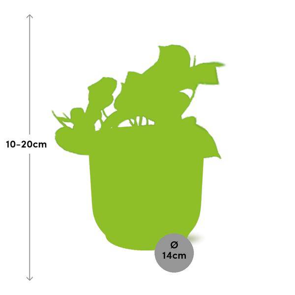 Efeutute Epipremnum Pinnatum Aureum Zimmerpflanze – pflegeleichte Grünpflanze für Wohnzimmer, Büro & helle Standorte kaufen – Plant