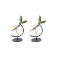 Clusia im Victoria Glas – Balsamapfel – 2 Stück – Ø5cm – Höhe ca. 10cm – Hydroponie – Zimmerpflanze – Pflegeleicht & stilvoll – Plant
