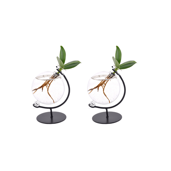 Clusia im Victoria Glas – Balsamapfel – 2 Stück – Ø5cm – Höhe ca. 10cm – Hydroponie – Zimmerpflanze – Pflegeleicht & stilvoll – Plant