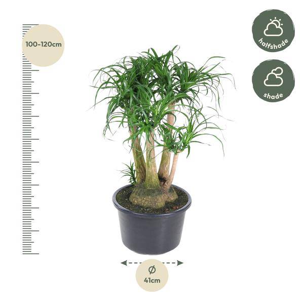 Beaucarnea Zimmerpflanze Ø41cm ↕110cm – pflegeleichte Grünpflanze für Wohnzimmer, Büro & helle Standorte kaufen – Plant