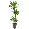 Drachenbaum Zimmerpflanze Ø27cm ↕140cm – pflegeleichte Grünpflanze für Wohnzimmer, Büro & helle Standorte kaufen – Plant