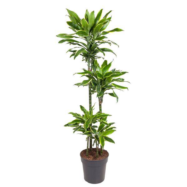 Drachenbaum Zimmerpflanze Ø27cm ↕140cm – pflegeleichte Grünpflanze für Wohnzimmer, Büro & helle Standorte kaufen – Plant