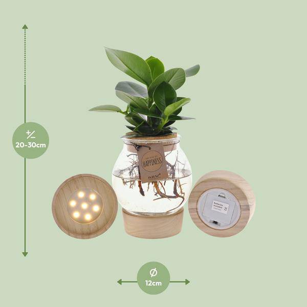 Clusia im sphärischen Glas mit LED & Schnappkorken Zimmerpflanze Ø12cm ↕30cm – pflegeleichte Grünpflanze für Wohnzimmer, Büro & helle Standorte – Plant
