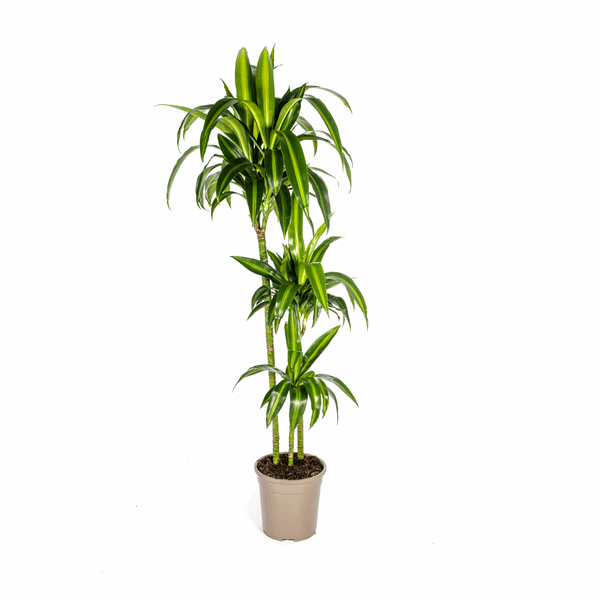 Dracaena Deremensis Hawaiian Sunshine – Drachenbaum – Ø24cm – ↕130-150cm – Tropische Zimmerpflanze mit gelb – grünen Blättern – Plant