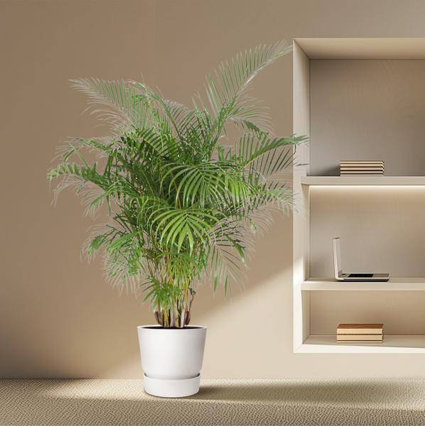 Goldfruchtpalme Dypsis Lutescens Zimmerpflanze Ø40cm ↕200cm – tropische Grünpflanze für Wohnzimmer, Büro & helle Standorte kaufen – Plant