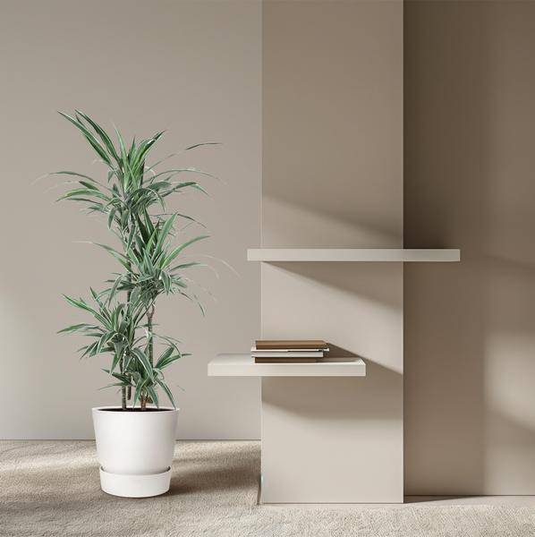 Drachenbaum Zimmerpflanze Ø24cm ↕150cm – pflegeleichte Grünpflanze für Wohnzimmer, Büro & helle Standorte kaufen – Plant