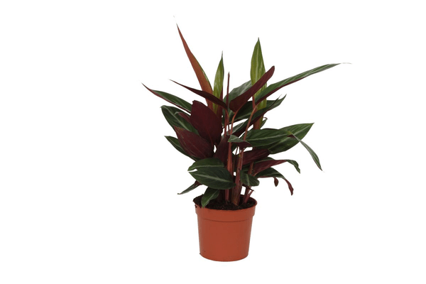 Calathea Stripestar – Korbmarante – Ø12cm – 40cm hoch – Zimmerpflanze mit dekorativen Blättern – Luftreinigend & pflegeleicht – Plant