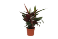 Calathea Stripestar – Korbmarante – Ø12cm – 40cm hoch – Zimmerpflanze mit dekorativen Blättern – Luftreinigend & pflegeleicht – Plant