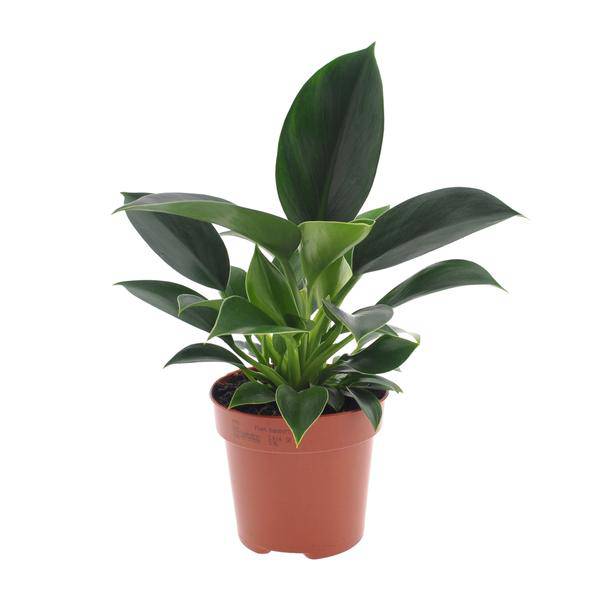 Philodendron Green Princess – Ø12cm – ↕25cm – Pflegeleichte Zimmerpflanze mit glänzenden Blättern – Plant