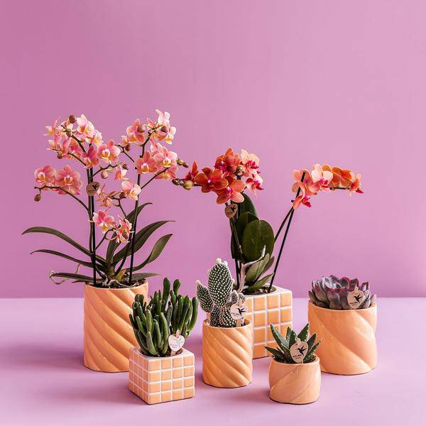 Candy Blumentopf Hoch Pfirsich Ø9cm – Keramiktopf in Form – Pflanzentopf für Orchideen, Grünpflanzen & Sukkulenten – Plant