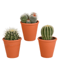 Kaktus Bolcactus Mix – 3 Pflanzen – Ø8,5cm Zimmerpflanzen im Terrakotta – Topf – Verschiedene Kugelkakteen – Plant