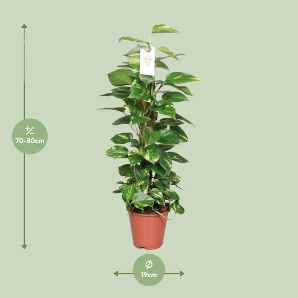 Efeutute Epipremnum Scindapsus Pinnatum – Goldene Efeutute am Moosstock – Ø19cm – ↕80cm – Luftreinigende Zimmerpflanze mit herzförmigen Blättern – Plant