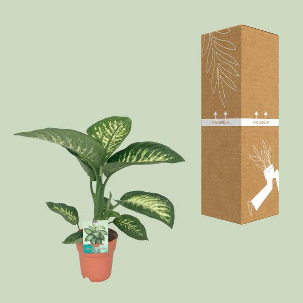 Dieffenbachia seguine Tropic Snow – Zimmerpflanze – Ø19cm – ↕70cm – immergrüne Blattschmuckpflanze mit gemusterten Blättern – Plant