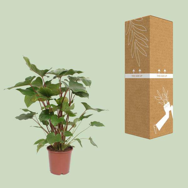 Homalomena Rubescens Maggy Zimmerpflanze Ø24cm ↕90cm – pflegeleichte Grünpflanze für Wohnzimmer, Büro & helle Standorte kaufen – Plant