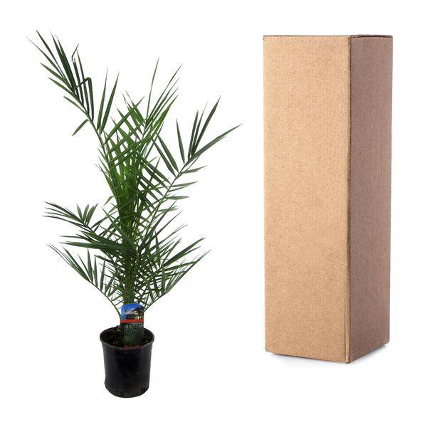 Phoenix Canariensis – Kanarische Dattelpalme – Exotische Zimmer – und Kübelpflanze – Palme für Garten, Terrasse & Wohnung – Ø15cm – ↕80cm – Plant