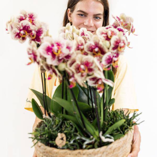 Einlage mit Wasserreservoir für Orchideenschale – Bewässerungssystem für Orchideen – Jungle – Bouquet 3x9cm + 3x WaterWicks – Ø25cm – Plant