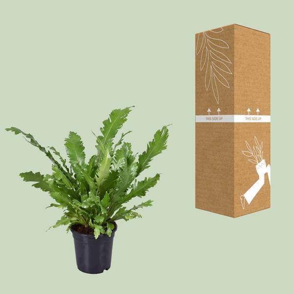 Nestfarn Asplenium Nidus Zimmerpflanze Ø17cm ↕45cm – pflegeleichte Grünpflanze für Wohnzimmer, Büro & helle Standorte kaufen – Plant