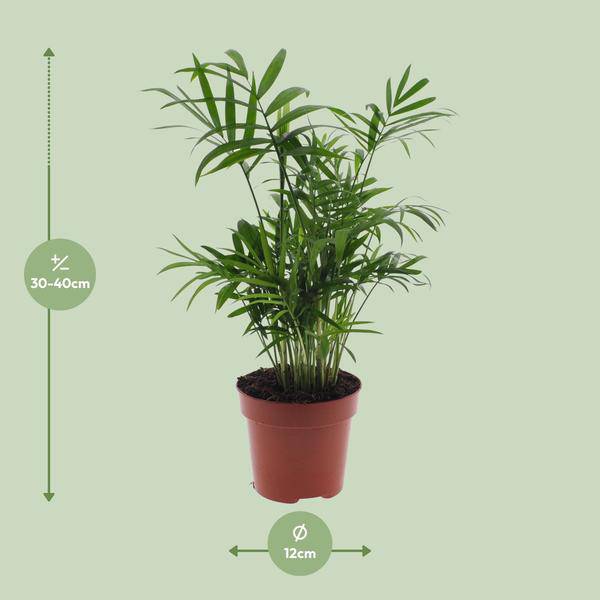 Mexikanische Bergpalme – Chamaedorea Elegans – Ø12cm x H40cm – Pflegeleichte Zwergpalme für Innenräume – Für Halbschatten – Plant
