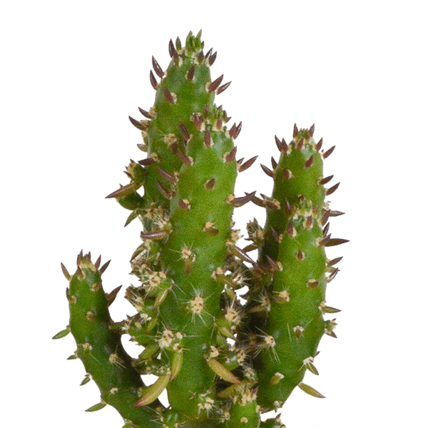 Kakteen Mix – 5 Pflanzen – Ø5,5cm Zimmerpflanzen im weißen Topf – Verschiedene Mini – Kakteen im Übertopf – Plant