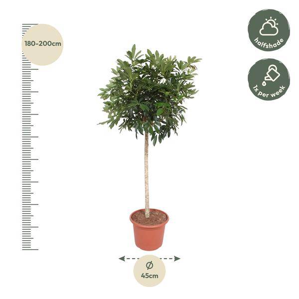 Strahlenaralie Schefflera Arboricola Compacta Zimmerpflanze Ø45cm ↕190cm – pflegeleichte Grünpflanze für Wohnzimmer, Büro & helle Standorte – Plant