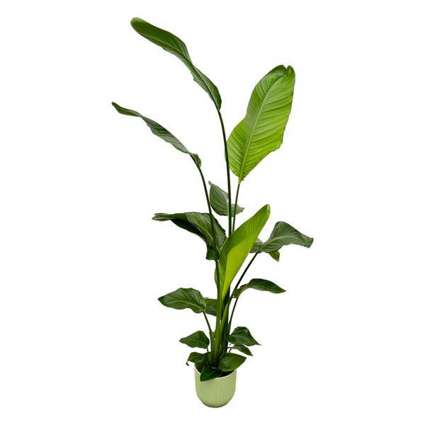 Strelitzia Nicolai – Baum-Strelitzie – Zimmerpflanze Höhe 130cm – ø18cm – inkl. Pflanzgefäß Vibes Fold Grün – Weißer Paradiesvogel – Tropische Grünpflanze – Plant