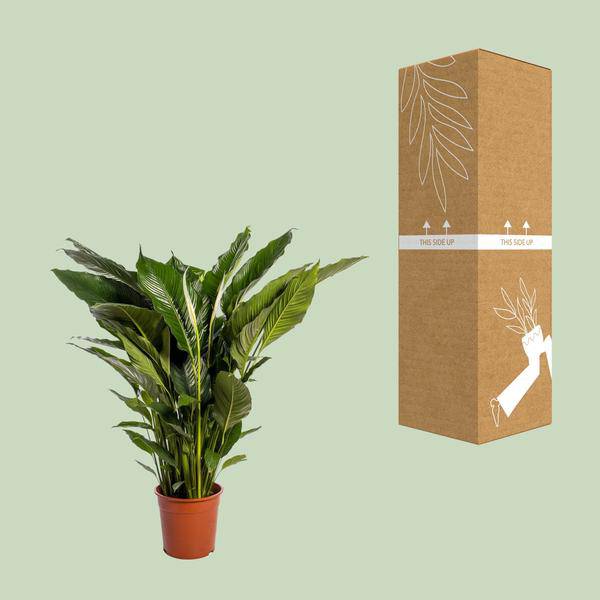 Einblatt Spathiphyllum Sweet Sebastiano Blanco – Ø24cm – ↕110cm – Pflegeleichte Friedenslilie mit weißen Blüten – Plant