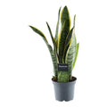 Sansevieria Laurentii – Bogenhanf – Zimmerpflanze – Pflegeleichte Grünpflanze – Luftreinigend – Exotische Blattschmuckpflanze – Ø12cm – ↕45cm – Plant