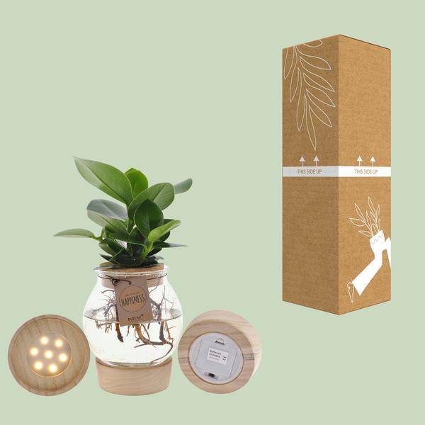 Clusia im sphärischen Glas mit LED & Schnappkorken Zimmerpflanze Ø12cm ↕30cm – pflegeleichte Grünpflanze für Wohnzimmer, Büro & helle Standorte – Plant