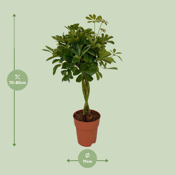 Strahlenaralie Schefflera Compacta Zimmerpflanze Ø19cm ↕80cm – pflegeleichte Grünpflanze für Wohnzimmer, Büro & helle Standorte kaufen – Plant