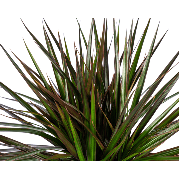 Dracaena Marginata Magenta – Drachenbaum – Zimmerpflanze – Ø17cm – ↕50-70cm – Pflegeleichte Grünpflanze mit roten Blatträndern – Plant