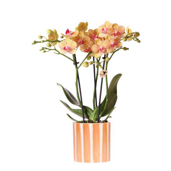 Phalaenopsis Orchidee Bozen Orange – Zimmerpflanze Ø9cm – inkl. Painted Stripe Topf Orange – Exotische Orchidee mit 2-3 Blütenstielen – Plant