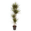Drachenbaum Zimmerpflanze Ø27cm ↕160cm mit dekorativem Übertopf – pflegeleichte Grünpflanze für Wohnzimmer, Büro & helle Standorte kaufen – Plant