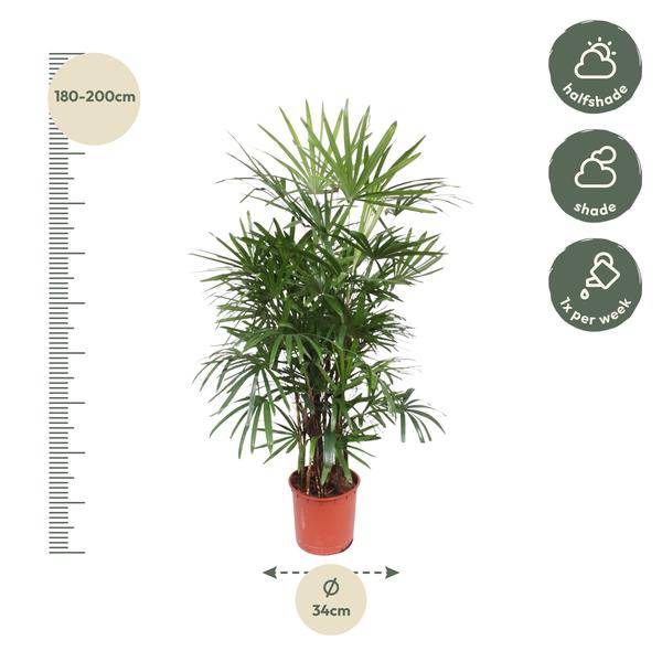 Steckenpalme – Rhapis Excelsa – Zimmerpflanze 190cm – Ø34cm – Pflegeleichte Damenpalme für Wohnzimmer, Büro & Wintergarten – Luftreinigende Palme – Plant
