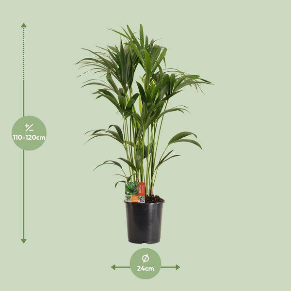 Kentiapalme Howea Forsteriana – Zimmerpflanze Ø24cm ↕120cm – pflegeleichte tropische Grünpflanze luftreinigend für Wohnzimmer Büro Schlafzimmer – Plant