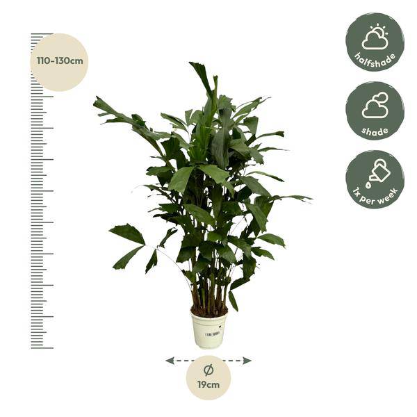 Fischschwanzpalme – Caryota Mitis – Tropische Zimmerpflanze ↕120cm – Ø19cm – Exotische Palme mit gefiederten Blättern – Plant