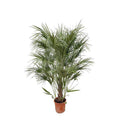 Grüne Zwergpalme – Chamaerops Humilis 170cm – Ø30cm – Mediterrane Kübelpflanze mit fächerförmigen Blättern – Pflegeleicht – Plant