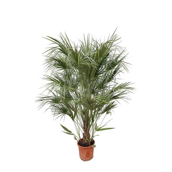Grüne Zwergpalme – Chamaerops Humilis 170cm – Ø30cm – Mediterrane Kübelpflanze mit fächerförmigen Blättern – Pflegeleicht – Plant