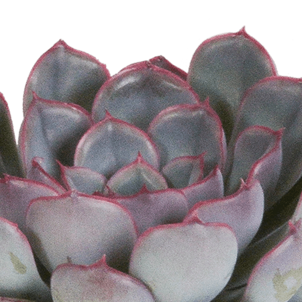 Steinrose Echeveria Mix – 3 Pflanzen Ø8,5cm – Farbenfrohe Sukkulenten – Zimmerpflanzen – Pflegeleicht & dekorativ – Direkt vom Erzeuger – Plant