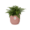 Nestfarn Asplenium Parvati Zimmerpflanze Ø14cm – pflegeleichte Grünpflanze für Wohnzimmer, Büro & helle Standorte kaufen – Plant