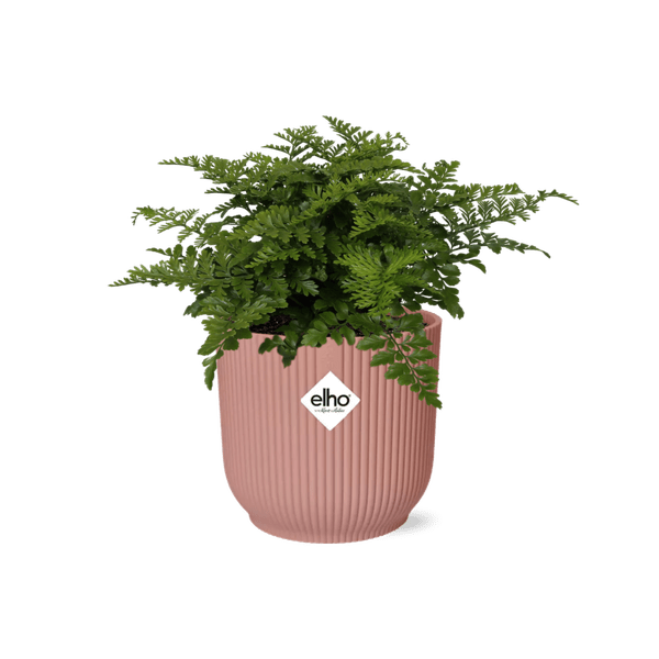 Nestfarn Asplenium Parvati Zimmerpflanze Ø14cm – pflegeleichte Grünpflanze für Wohnzimmer, Büro & helle Standorte kaufen – Plant