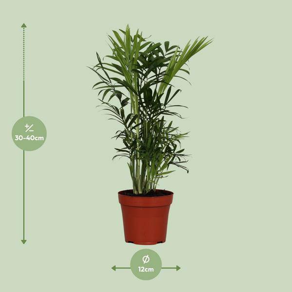 Mexikanische Bergpalme Chamaedorea Elegans Zimmerpflanze Ø12cm ↕40cm – tropische Grünpflanze für Wohnzimmer, Büro & helle Standorte kaufen – Plant