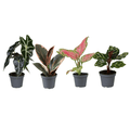 Babypflanzen Überraschungsbox – 4 Mini Zimmerpflanzen – Ø6cm – Höhe ca. 10cm – Pflegeleichte Grünpflanzen im Mix – Dekoration & Geschenkidee – Plant