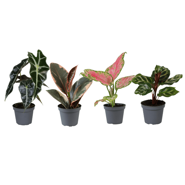 Babypflanzen Überraschungsbox – 4 Mini Zimmerpflanzen – Ø6cm – Höhe ca. 10cm – Pflegeleichte Grünpflanzen im Mix – Dekoration & Geschenkidee – Plant