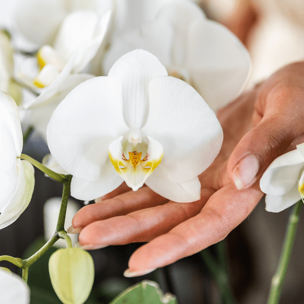 Phalaenopsis Orchideen Weiß – 2 Orchideen – Zimmerpflanzen mit langanhaltender Blüte – Ø12cm Töpfe – Frisch vom Bauern – Elegante Wohnraum-Deko – Plant