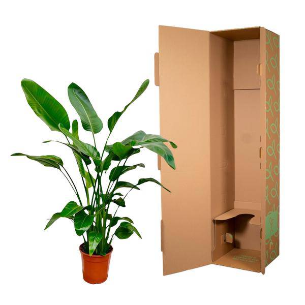 Baum – Strelitzie Strelitzia Nicolai Zimmerpflanze Ø24cm ↕150cm – tropische Grünpflanze für Wohnzimmer, Büro & helle Standorte kaufen – Plant