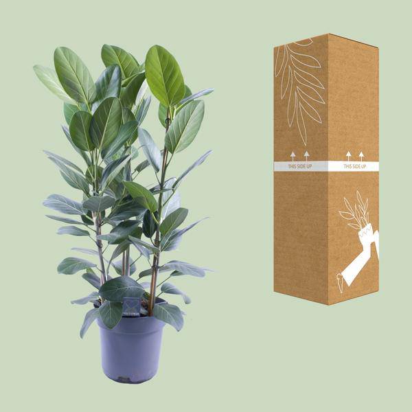 Banyanbaum – Ficus Audrey – 3 Pflanzen – Zimmerpflanze – Ø27cm – ↕105cm – Tropische Grünpflanze mit glänzenden Blättern – Pflegeleicht & dekorativ – Plant